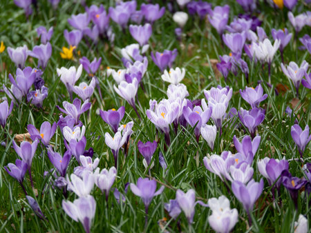 Image of a colorful field of crocuses during spring on a sunny day with blur in the back and...