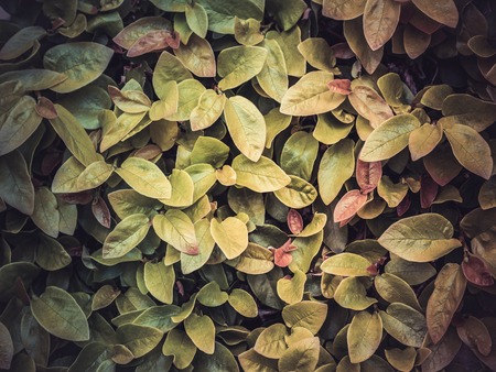 Image of creative layout consisting of green leaves. flat layの写真素材