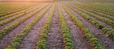 Image of a beautiful sunset with strawberry and corn fields and landscapeの写真素材