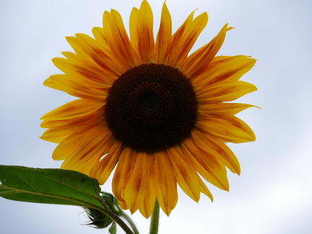 Close up image of an isolated sun flower with white backgroundの写真素材