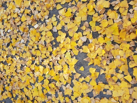 Image of yellow leaf on ground in autumn. Top down view. Close upの写真素材