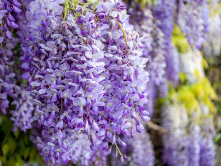 Image of beautiful purple wisteria growing along a stone wallの写真素材