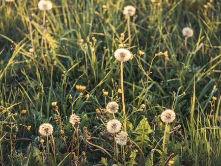 Image of green meadow with spring dandelinsの写真素材