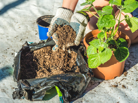 Image of woman wearing gloves and planting green plants