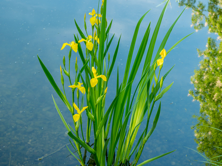 Close up image of fresh flowers with reflections in the water. Close upの写真素材