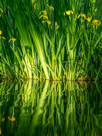 Close up image of fresh flowers with reflections in the water. Close up