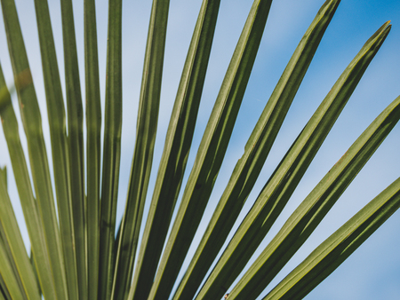 Image of green palm frond with sky backgroundの写真素材