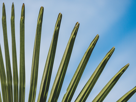 Image of green palm frond with sky backgroundの写真素材