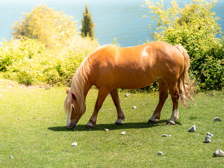 Image of a brown horse on a meadowの写真素材