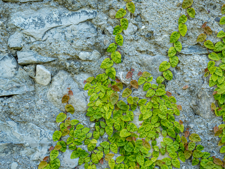 Image of overgrown old stone wall with green plants, close up, background concept, flat layの写真素材