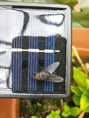 Image of top down view om little solar panel with big fly, close upの写真素材