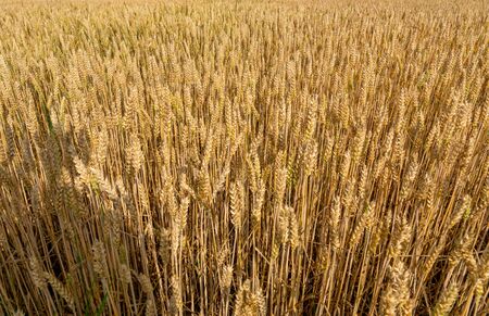 Close up image of yellow cornfeld before harvest, top down viewの写真素材