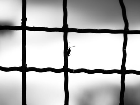 Silhouette of a bug on metal fence, abstractの写真素材