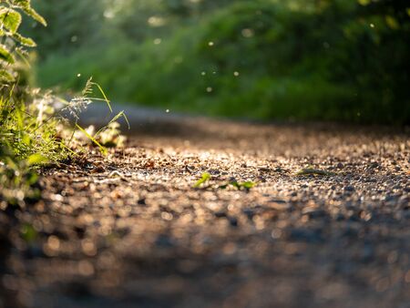 Image of forest ground with blurry background and particles in the airの写真素材