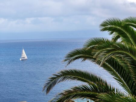 Image of palm tree with blurry sailing boat in the background and stormy weatherの写真素材