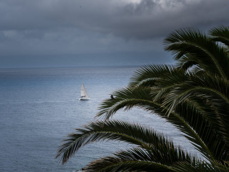 Image of palm tree with blurry sailing boat in the background and stormy weather