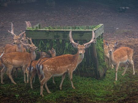 A herd of deers eating gras in a foggy and misty environment, Azoresの写真素材