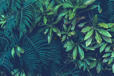 Ferns in the forest, Madeira. Beautiful ferns leaves green foliage. Close up of beautiful growing ferns in the forest. Natural floral fern background in sunlight. Matte tones, cat eyesの写真素材