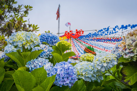 Image of beautiful blooming hydrangeas in the nature