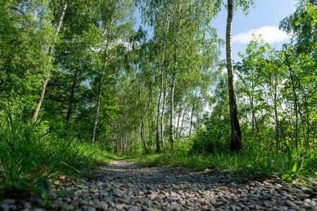 Birch grove with hiking trail on sunny summer day, summertime landscapeの写真素材