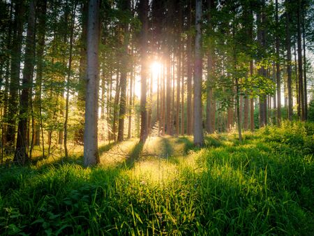 Image of beautiful forest with sunlight and fairy tale moodの写真素材