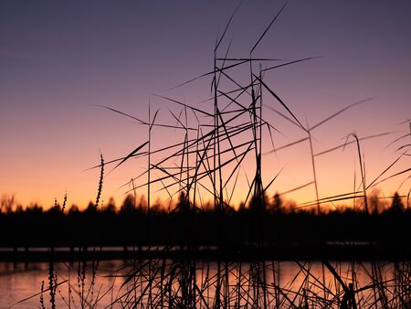 Image of the silhouette of a blade of grass during sunsetの写真素材