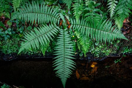 Ferns in the forest, Madeira. Beautiful ferns leaves green foliage. Close up of beautiful growing ferns in the forest. Natural floral fern background in sunlight. Moody tonesの写真素材