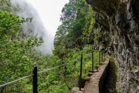 Foggy hiking path with jungle plants in the forest in Levada do Caldeirao Verde Trail, Madeira...