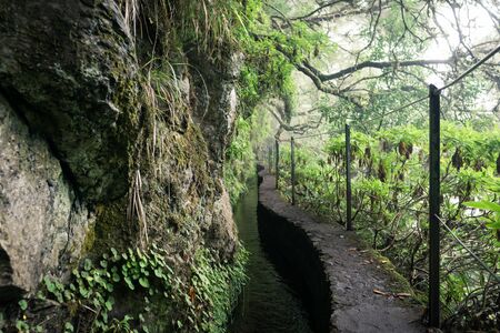 Foggy hiking path with jungle plants in the forest in Levada do Caldeirao Verde Trail, Madeira island, Portugal.の写真素材