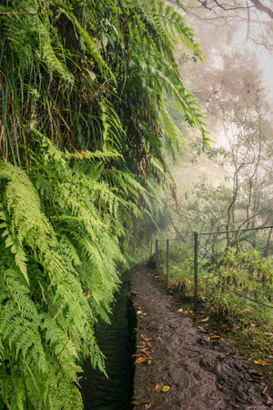 Foggy hiking path with jungle plants in the forest in Levada do Caldeirao Verde Trail, Madeira island, Portugal.の写真素材