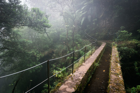 Foggy hiking path with jungle plants in the forest in Levada do Caldeirao Verde Trail, Madeira...