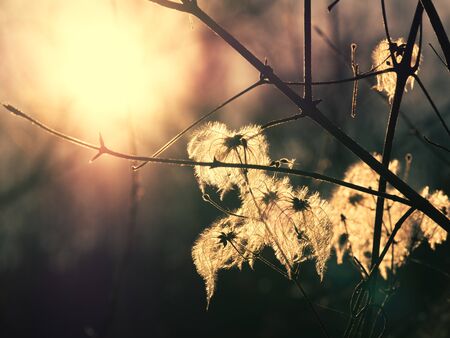 A plant with fluffy seeds against sun and sky during the dawn, meditative summer zen backgroundの写真素材