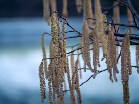 Close up of a hazelnut branch with pollen photographed in winter. Catkins of hazel tree with young...