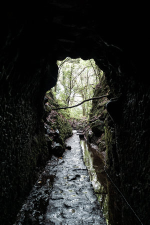 Foggy hiking path with jungle plants in the forest in Levada do Caldeirao Verde Trail, Madeira...