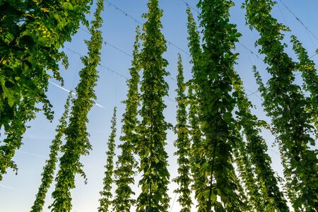Green hops field. Fully grown hop bines. Hops field in Bavaria Germany. Hops are main ingredients in Beer productionの写真素材