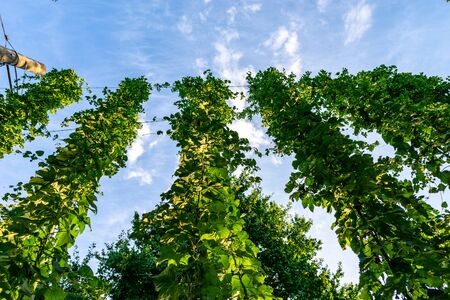 Green hops field. Fully grown hop bines. Hops field in Bavaria Germany. Hops are main ingredients in Beer productionの写真素材