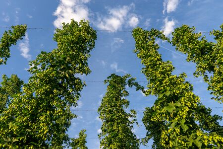Green hops field. Fully grown hop bines. Hops field in Bavaria Germany. Hops are main ingredients in Beer productionの写真素材