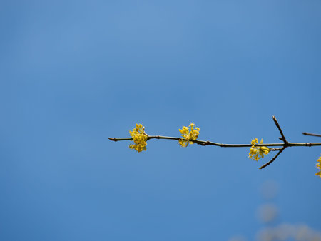 Close up of yellow blossoms against blue sky.の写真素材