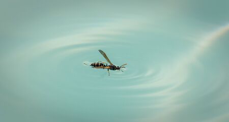Macro of wasp in pool truggling not to drownの写真素材