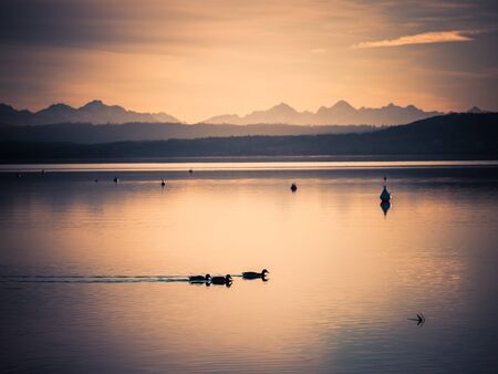Ducks swimming on lake Ammer during sunset with alps in the background, Bavaria, Germany.の写真素材