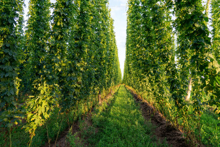 Green hops field. Fully grown hop bines. Hops field in Bavaria Germany. Hops are main ingredients in...