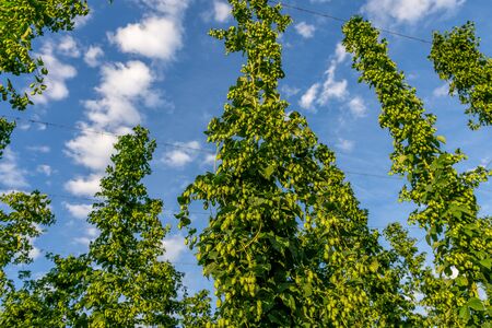 Green hops field. Fully grown hop bines. Hops field in Bavaria Germany. Hops are main ingredients in Beer production.の写真素材