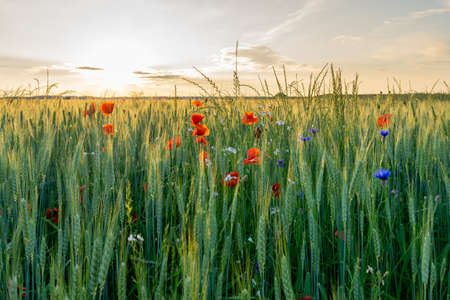 Agricultural grain field with red poppies and other colorful flowers during sunset.の写真素材