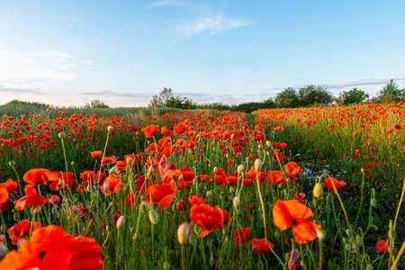 Flowers Red poppies blossom on wild field. Beautiful field red poppies with selective focus. Red poppies in soft light.の写真素材