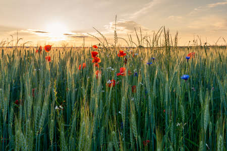 Agricultural grain field with red poppies and other colorful flowers during sunset.の写真素材
