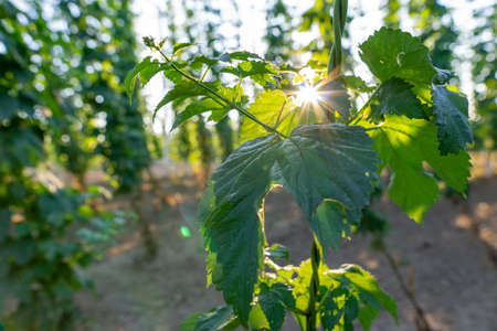 Green hops field. Fully grown hop bines. Hops field in Bavaria Germany. Hops are main ingredients in beer productionの写真素材