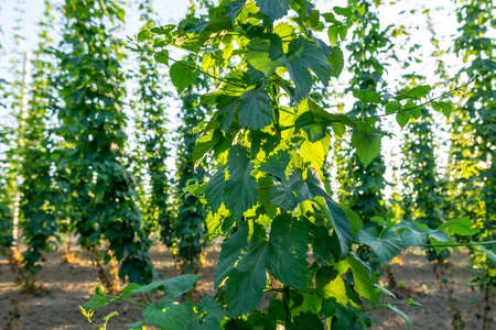 Green hops field. Fully grown hop bines. Hops field in Bavaria Germany. Hops are main ingredients in beer productionの写真素材