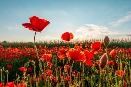 Flowers Red poppies blossom on wild field. Beautiful field red poppies with selective focus. Red poppies in soft light.の写真素材