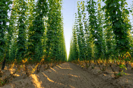Green hops field. Fully grown hop bines. Hops field in Bavaria Germany. Hops are main ingredients in Beer production.の写真素材