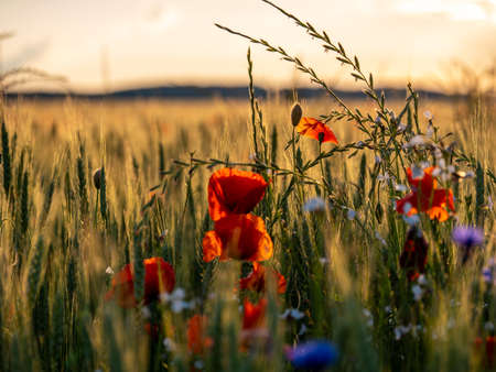 Agricultural grain field with red poppies and other colorful flowers during sunset.の写真素材